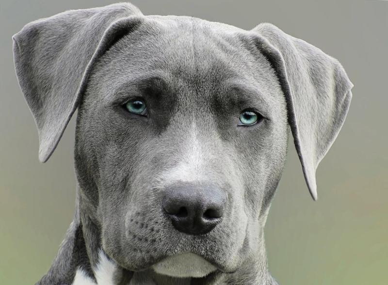 Az agresszív kutya nem játék