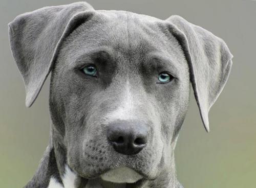 Az agresszív kutya nem játék