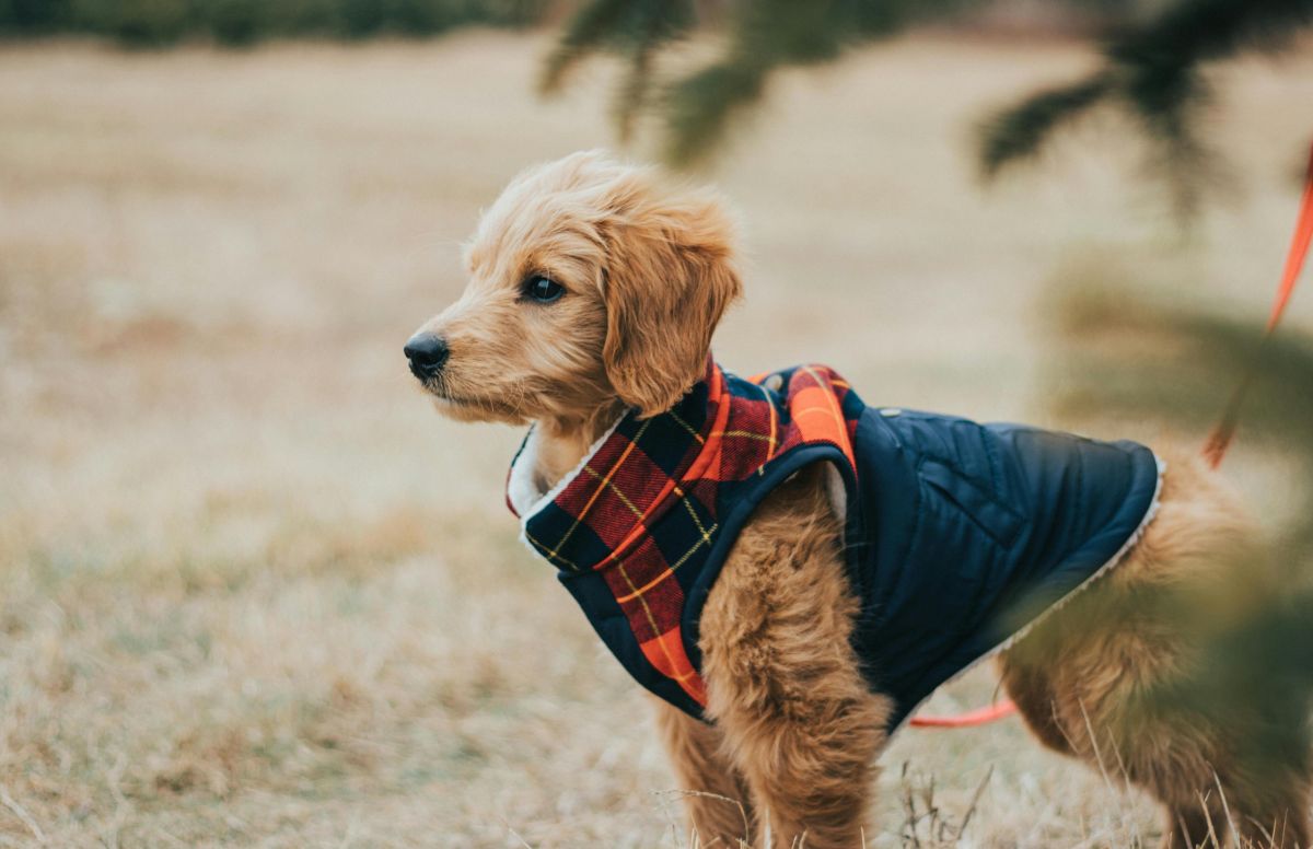 A divatvilág már a kutyákat is elérte!