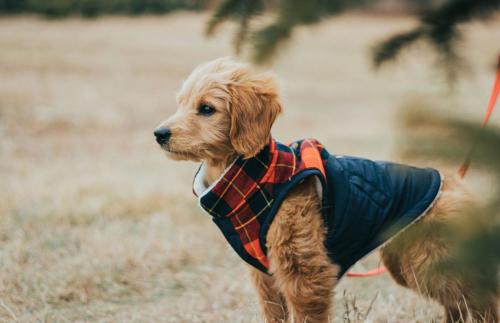 A divatvilág már a kutyákat is elérte!