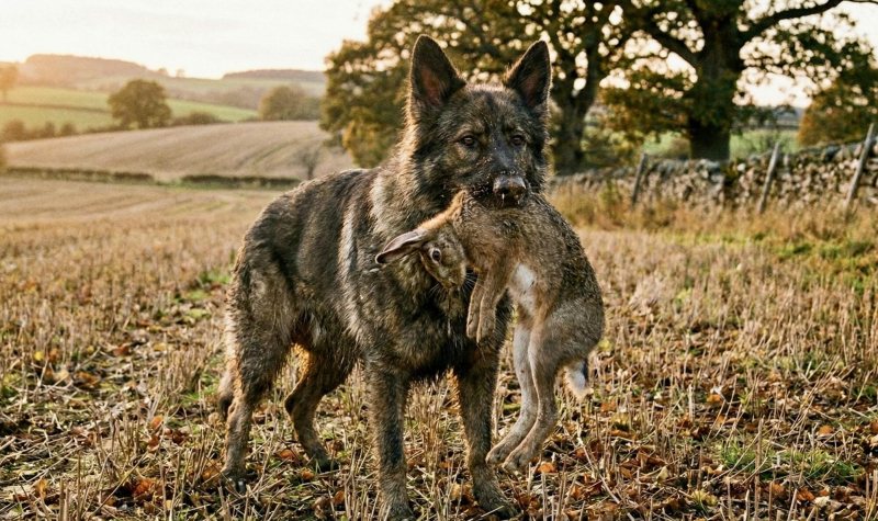 A kutyák táplálkozása - Amit tényleg tudnod kell