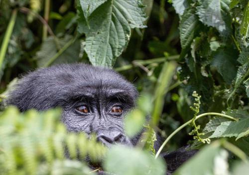 Ugandai kalandozás: minden, amiért érdemes felfedezni